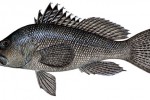 Black_sea_bass