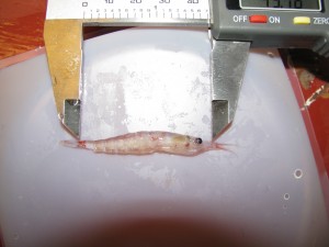 Measuring krill length