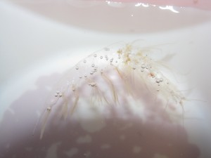 A krill "molt"