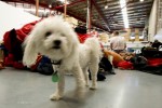 dog at Clothing center