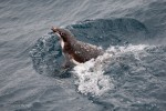 A buoyant Adélie penguin