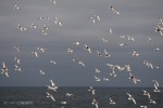 Flight of Antarctic petrels