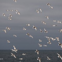 Flight of Antarctic petrels