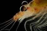 Krill close-up