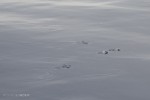 Penguin traces