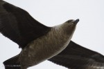 Skua close-up