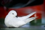 Snow petrel on deck