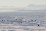 Sunbathing seals