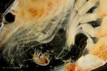 Amphipod meets krill